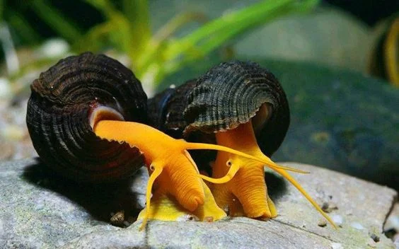 Freshwater Snails, Are They Good For Your Fish Tank?