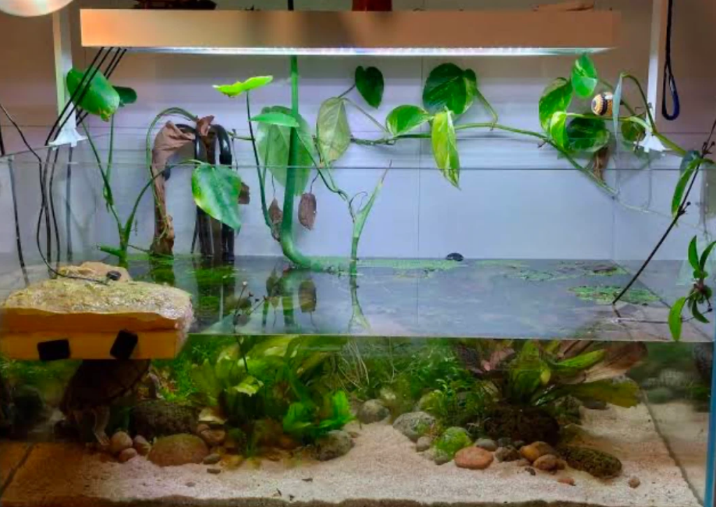 Great example of a well-rounded aquascaped Yellow-Bellied Slider enclosure