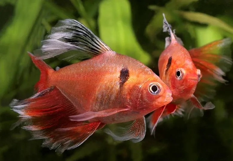 Beautiful Serpae Tetras In A Planted Tank, But Are They Bottom Dwellers?
