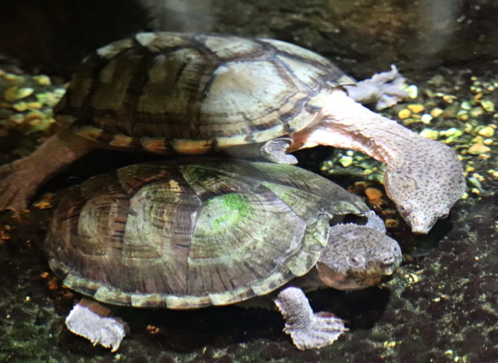 A Pair of Razorback Musk Turtles, Look at that neck!