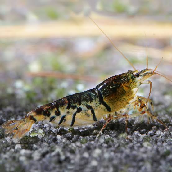 Pictured, a Tiger Shrimp thriving in a tank with substrates
