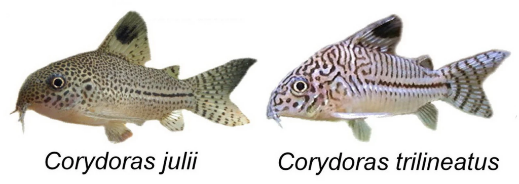 True Julii Corydoras' vs the Trilineatus (False) Cory color pattern