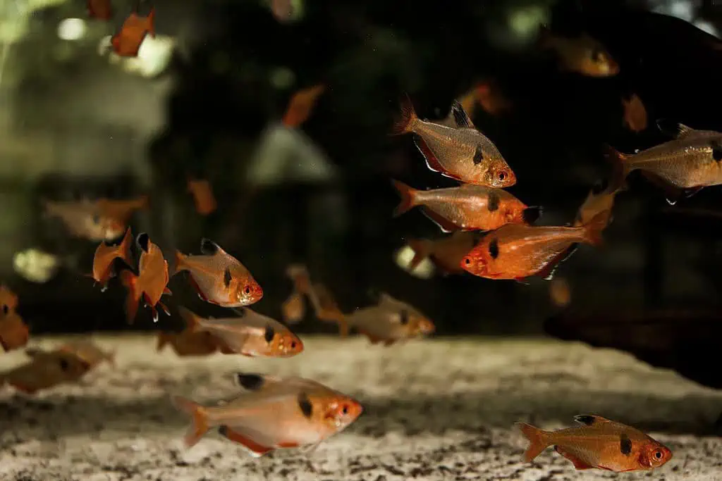 Healthy shoal of Serpae Tetras swimming happily