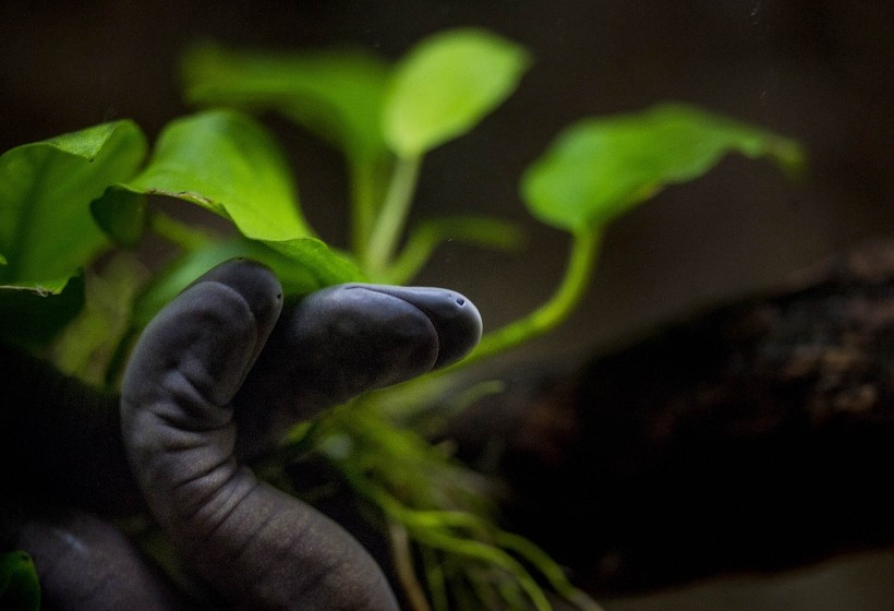 A pair of rubber eels rubbing against one another in a planted tank.