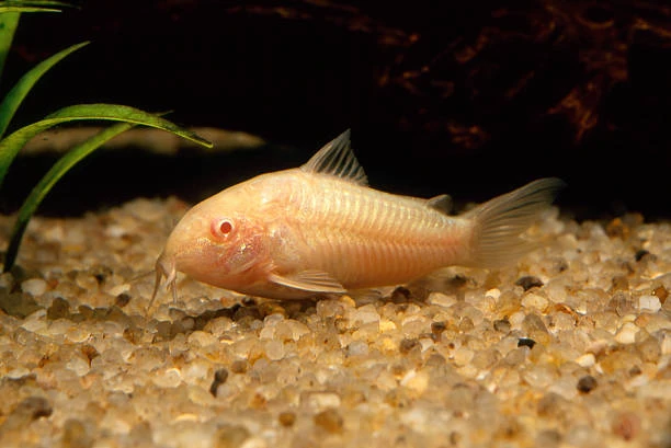 Albino Corys have two sets of whiskers (barbels) around their mouths with red eyes