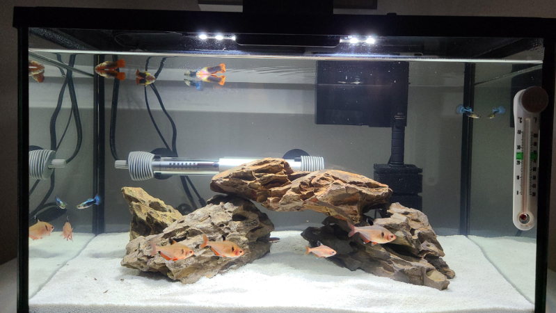 Serpae Tetras in their aquascaped tank