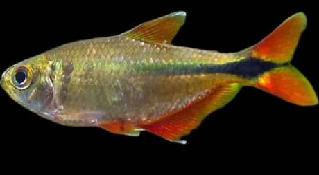 Buenos Aires Tetra, a Peaceful Tank Mate