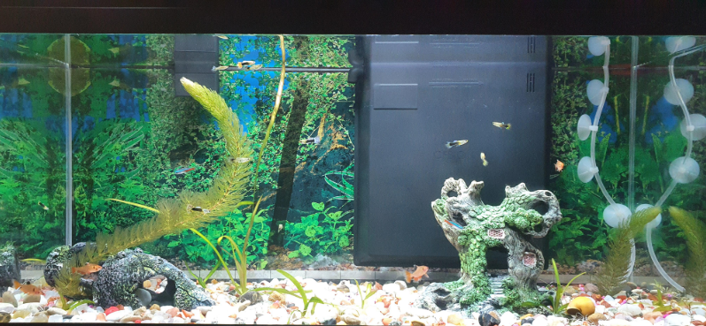 Community tank with Serpae Tetra centerpieces