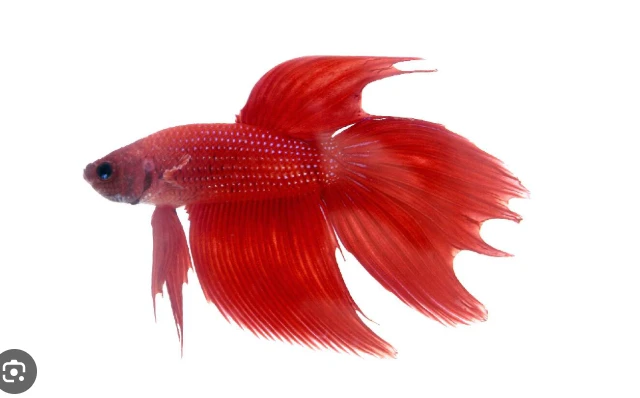 A Betta fish is an Unsuitable Tank Companion because of its size
