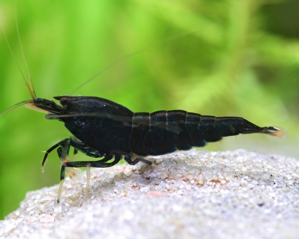 Pictured, a [Black] King Kong Shrimp in its natural habitat