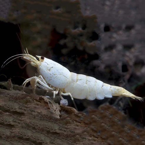 Pictured, a Snow White Shrimp on a dark substrate