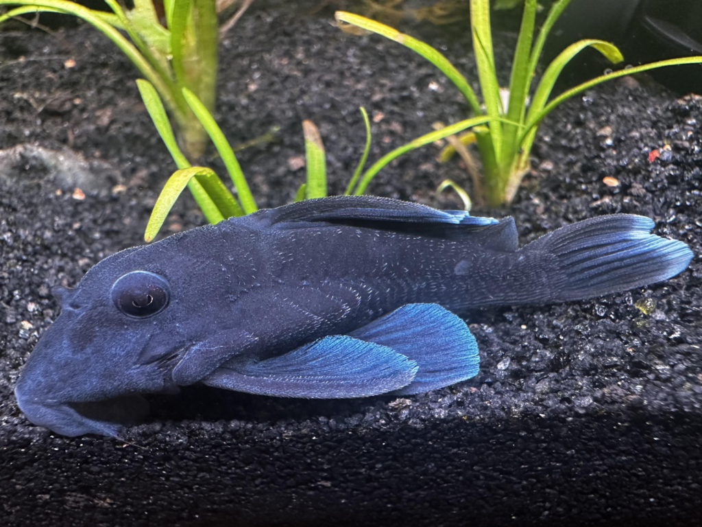 The blue jeweled beauty lying on a smooth dark substrate 