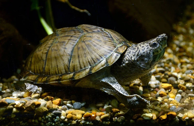 A happy and healthy Razorback Musk Turtle