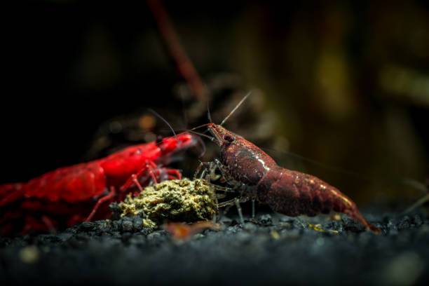 Neocaridina Chocolate also known as Brown Shrimp (Right)