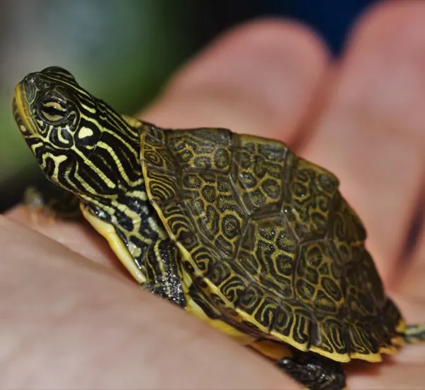 A Map Turtle with its intricate yellow markings 