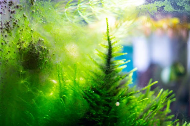 Excess Algae growth in an aquarium.