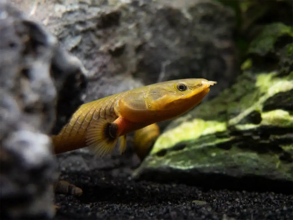 A reedfish poking its head out from between some rock caves in its aquascaped tank.