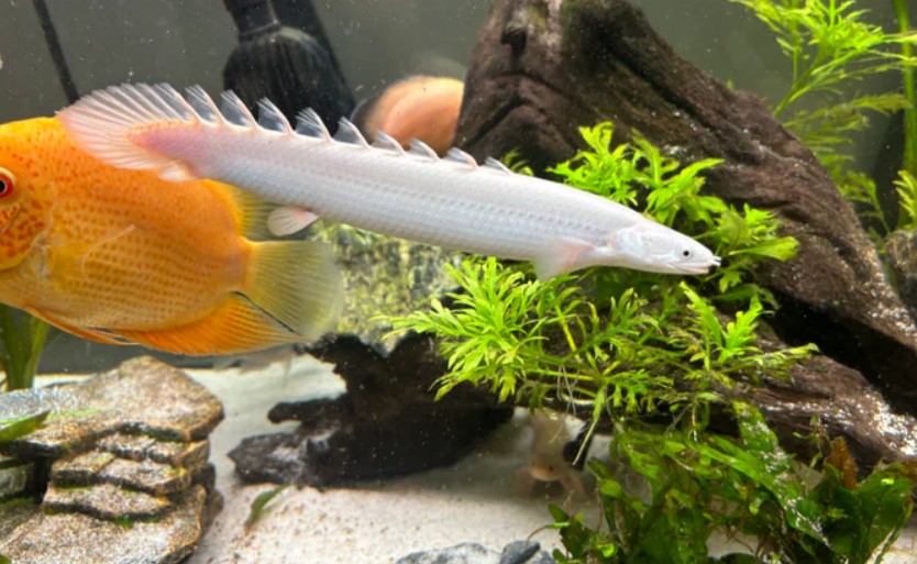 A Birchir swimming with is tankmates