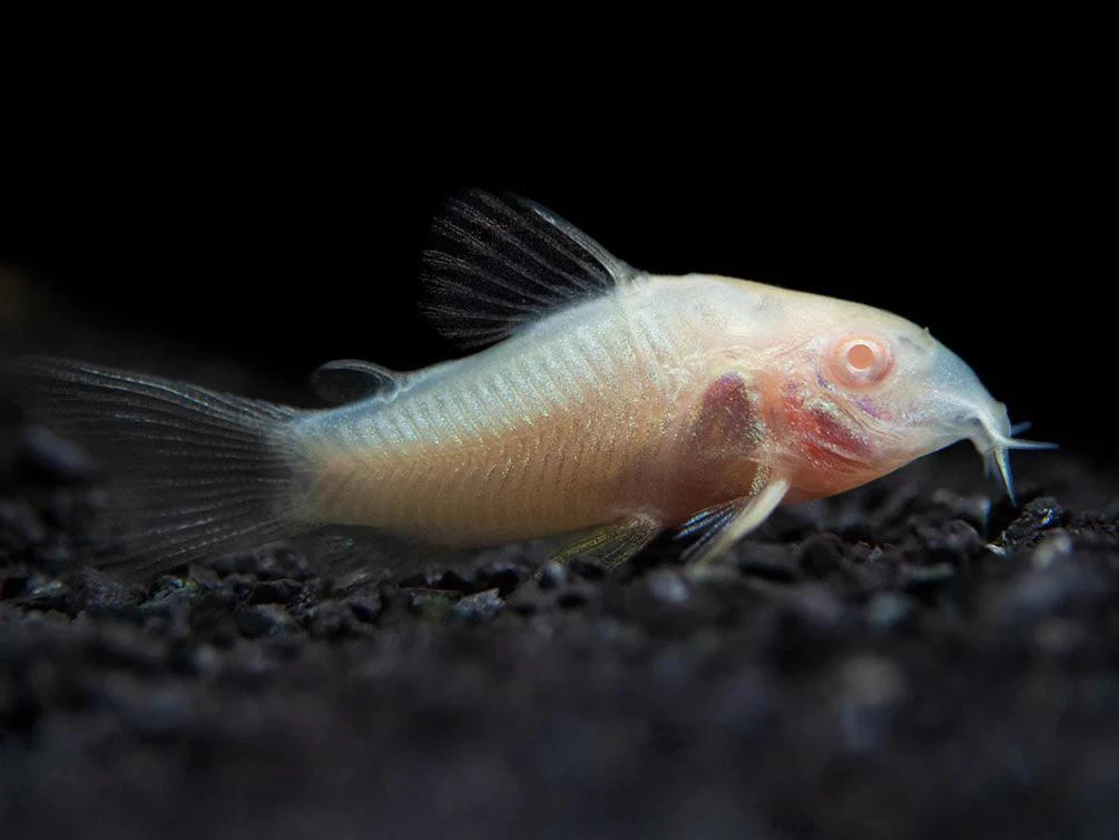 A Happy and healthy Albino Corydoras 