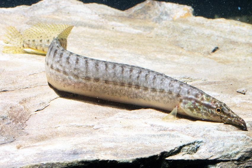 A Yellowtail spiny eel with its pale brownish body and yellow fins resting on a rock in its aquarium.