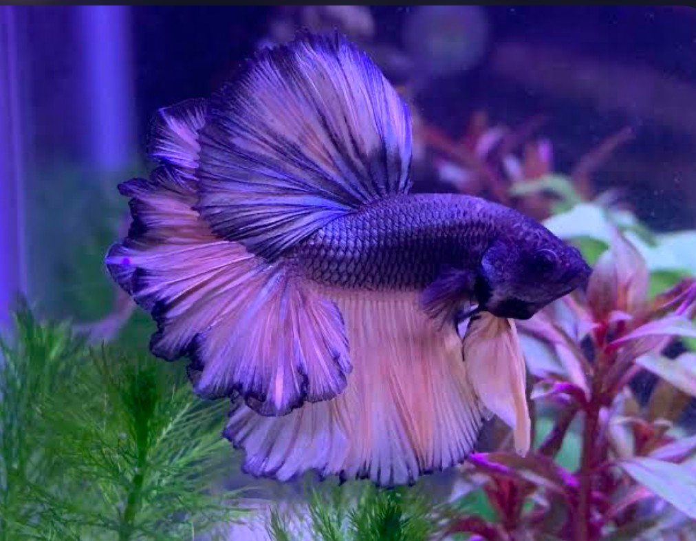 Purple feathertail betta in a colorful planted tank..