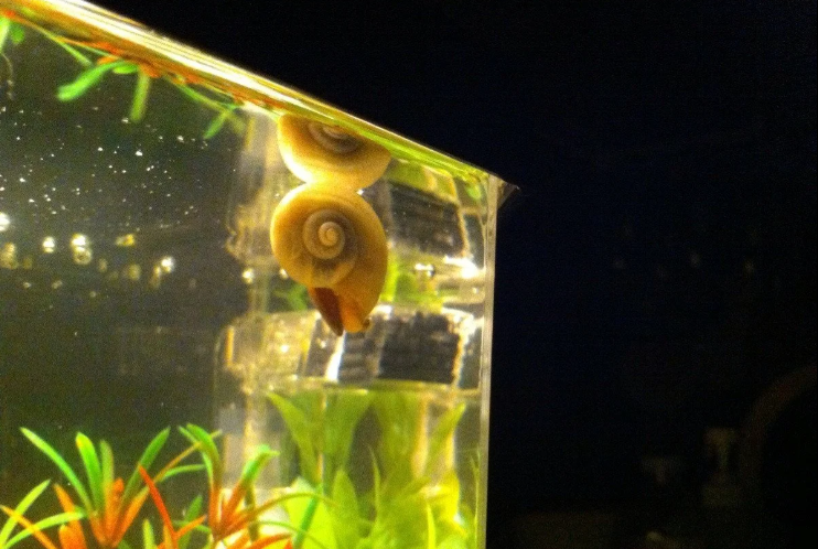 Pictured, Floating Gold Mystery Snail