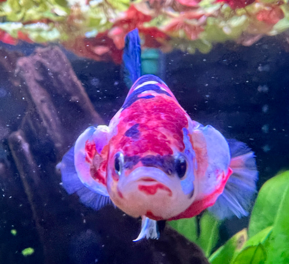 Pictured, Red patterned Betta Fish Flaring its gills.