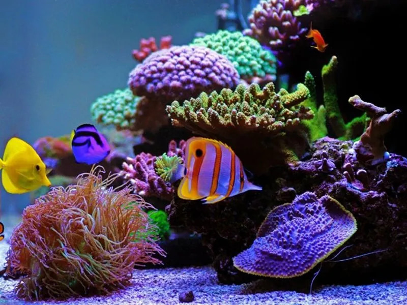 A colorful saltwater aquatium.
