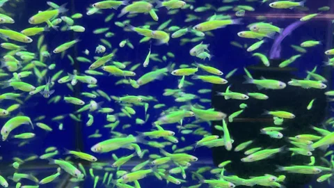 Can danios display aggression towards each other?