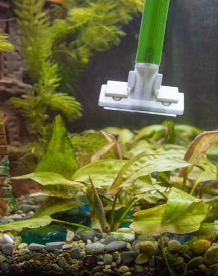 Algae scraper being used on the glass of a tank.