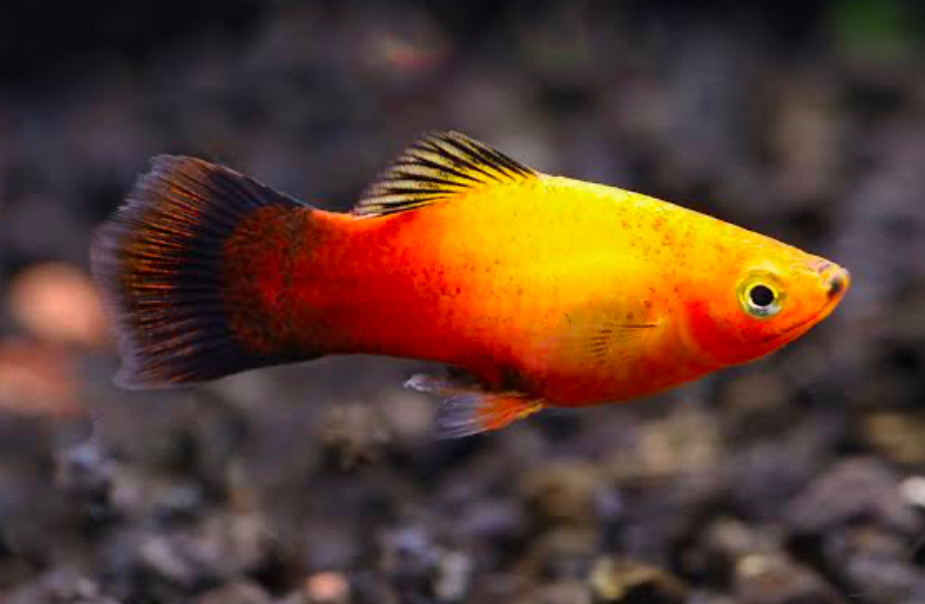 Sunset Platy