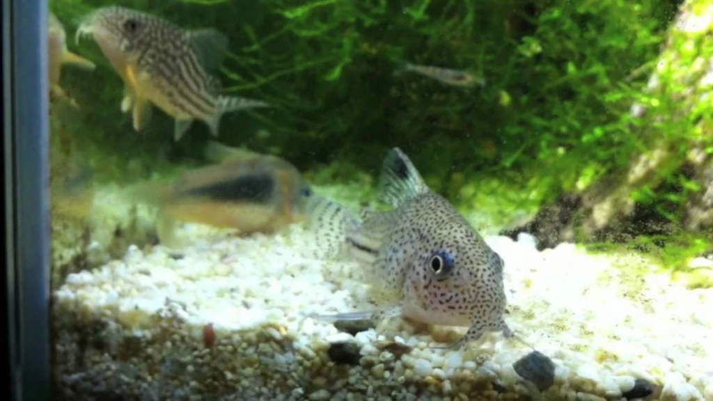 Julii Cory happily swimming with its freshwater shrimp, Sterbai and venuezuelan corydoras tankmates