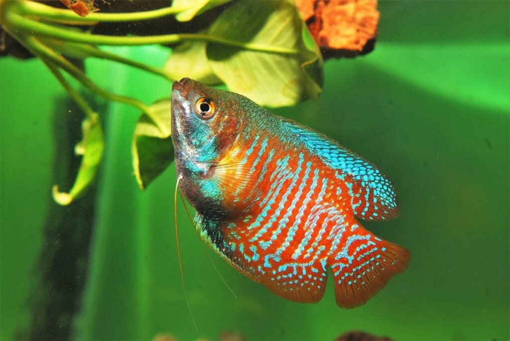 Factors Affecting the Peacefulness of Dwarf Gourami