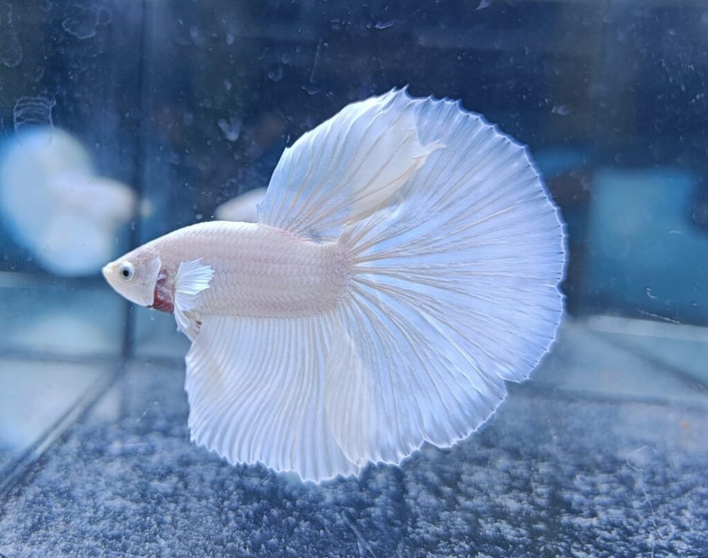 A Halfmoon Betta in a single, bold white color