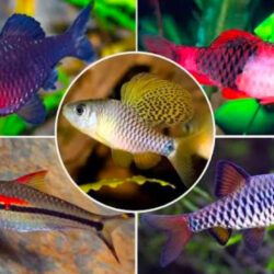 13 Types of Barbs That Are Perfect for Colorful Beginner Nano Tanks