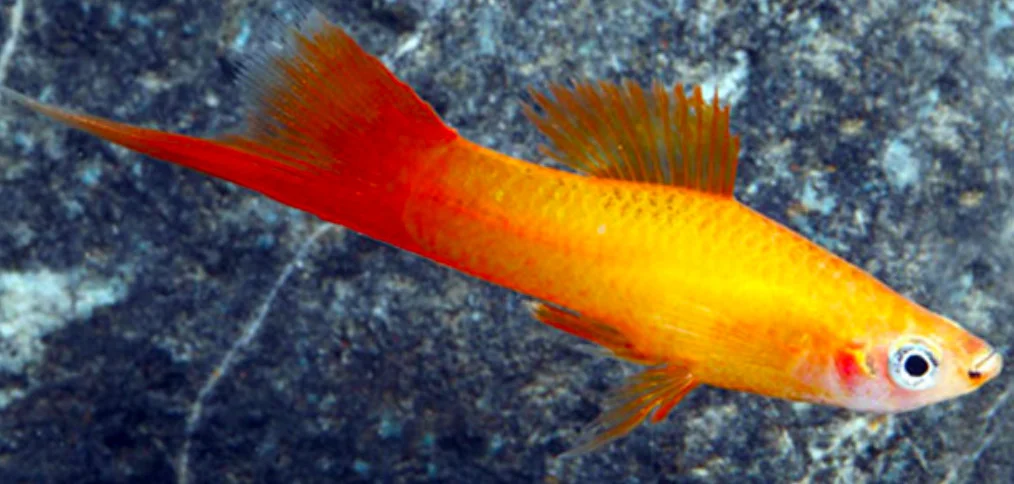 Marigold Swordtail fish