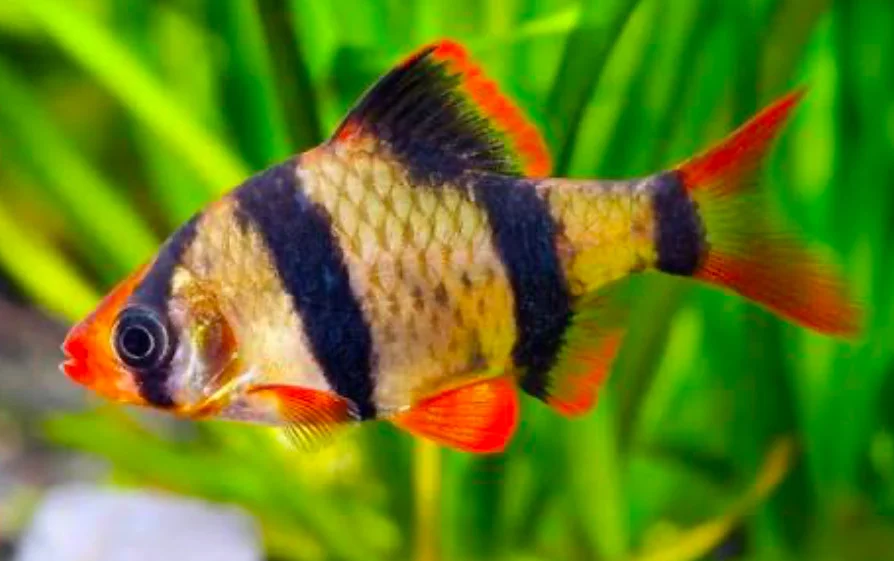 A close up of a Tiger Barb in a planted tank.