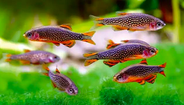 Celestial Pearl Danio.