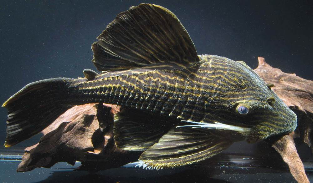 Royal Plecos are compatible with Blue Panaque 