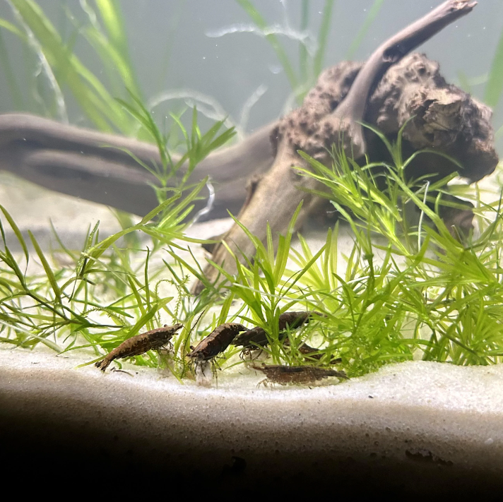 Chocolate Shrimp in a well planted Aquarium