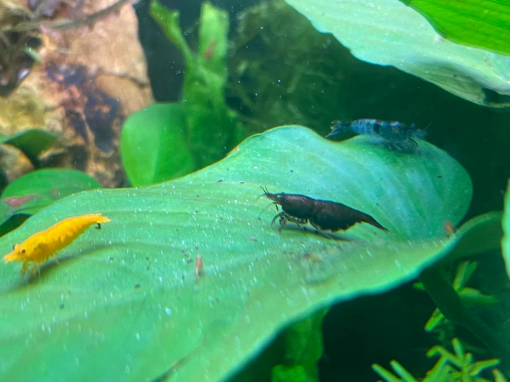 Neocaridina Shrimp feeding