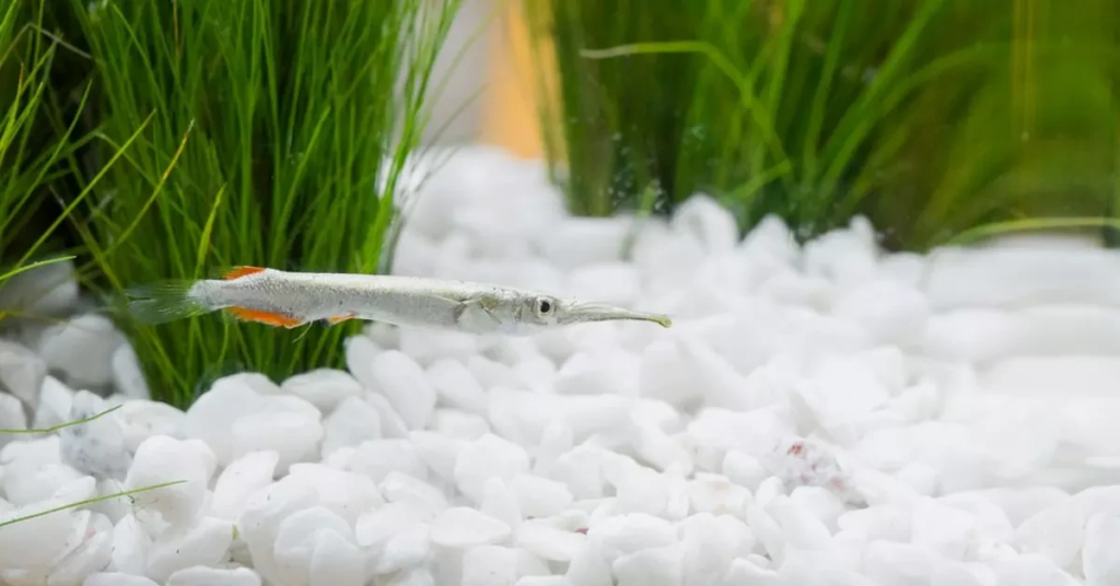White Halfbeak with orange tint on its fins.