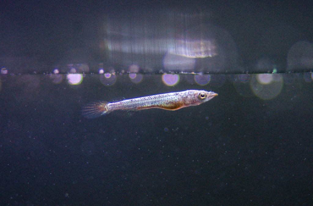 speckled purple halfbeak swimming close to the surface.
