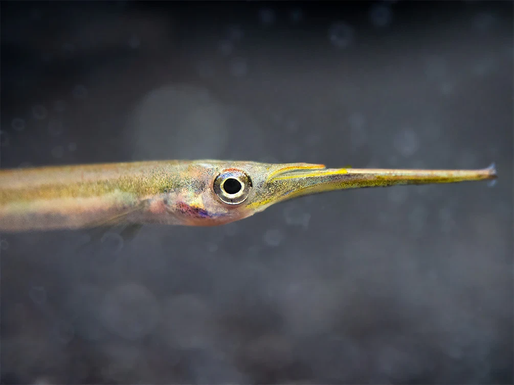 What are the predators and defense mechanisms of Halfbeak Fish?