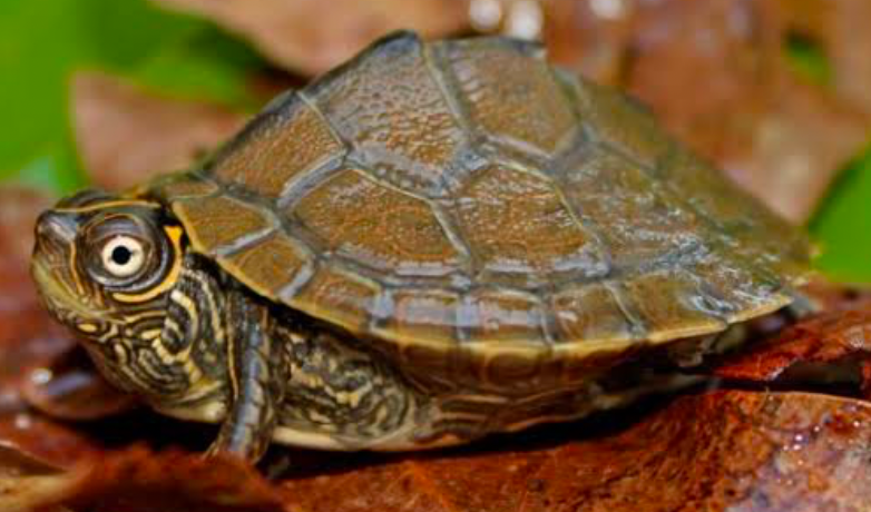 The Mississippi Map Turtle has a ridged and high keel shell