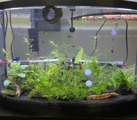 Shrimp Aquarium Tankmates