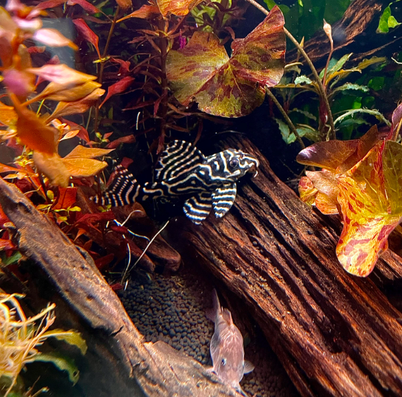 King Tiger Pleco in a heavily planted aquarium with a smooth dark substrate, rock caves, and subdued lighting