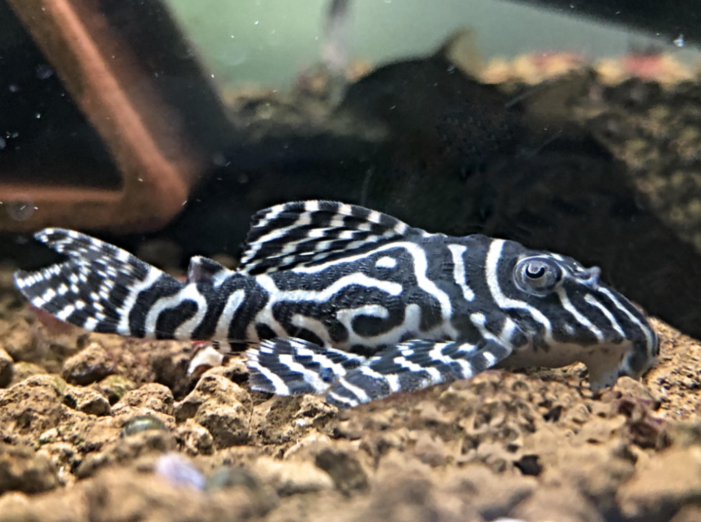 A King Tiger Pleco resting on the rocky tank substrate 