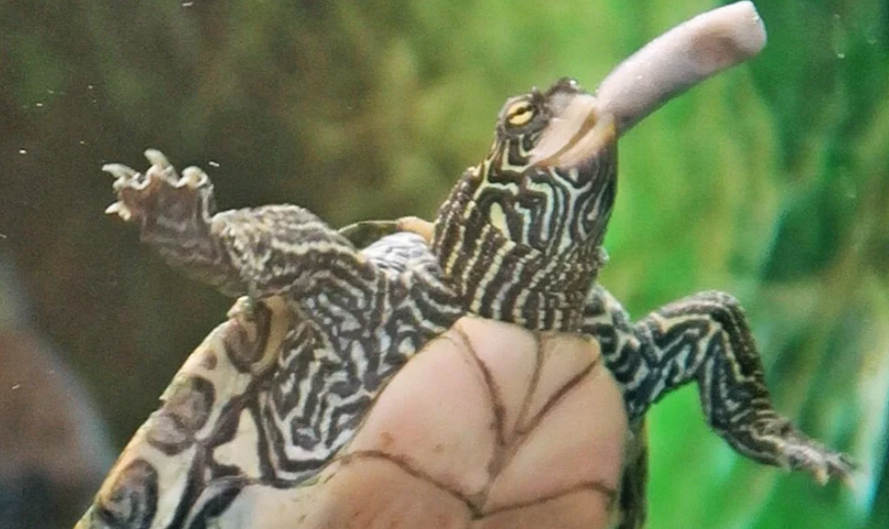 Turtle-eating pellets