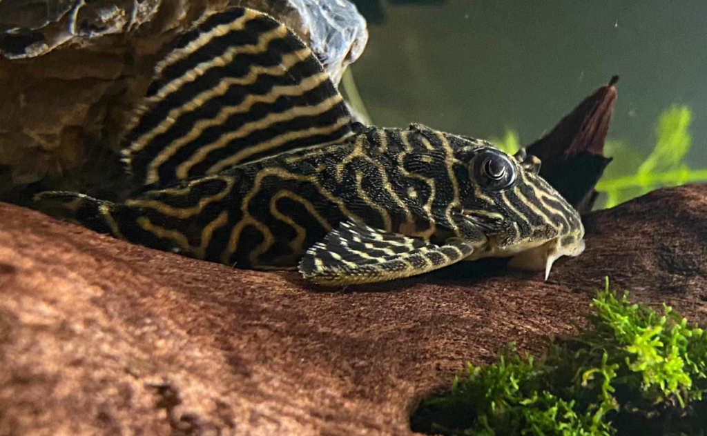 King Tiger Pleco (Hypancistrus L333) in a planted nano tank